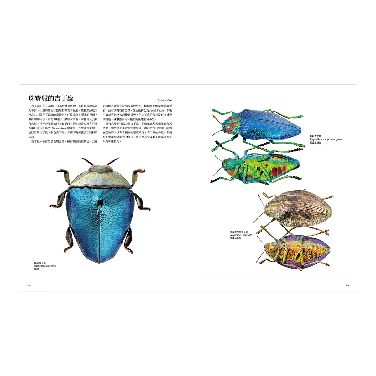 專為孩子設計！世界驚奇甲蟲圖鑑：豐富色彩Ｘ獨特體型Ｘ特殊生態，800種奇特甲蟲大集合！探索不可思議的自然奧祕