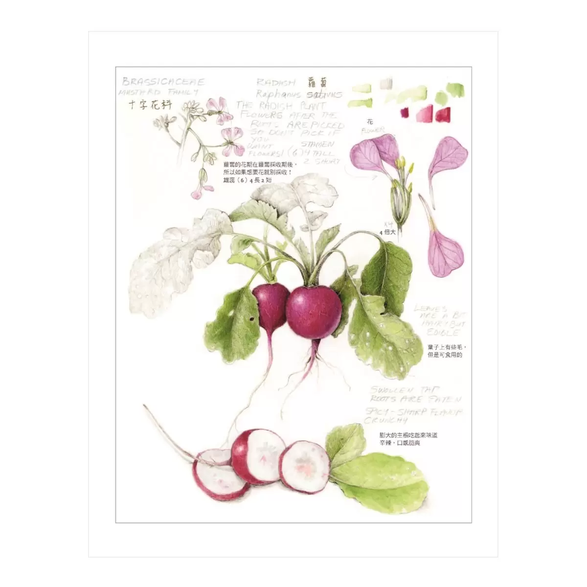 植物畫的基礎 : 美國植物畫女王一步一步教你畫葉子花朵果實及更多