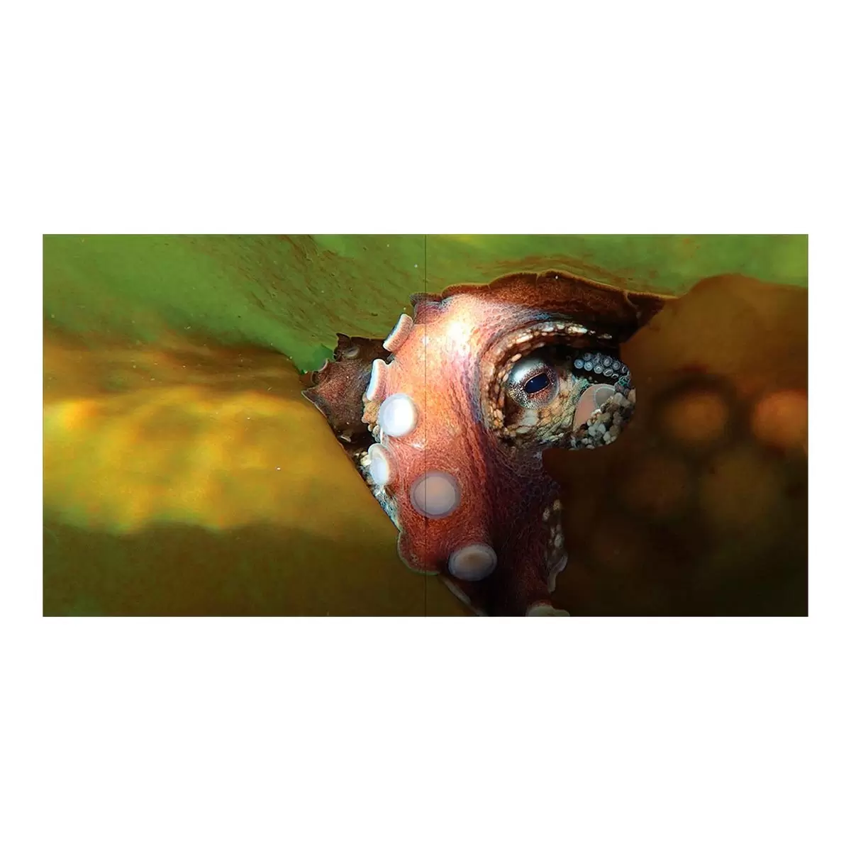 Underwater Wild: My Octopus Teacher's Extraordinary World 外文書