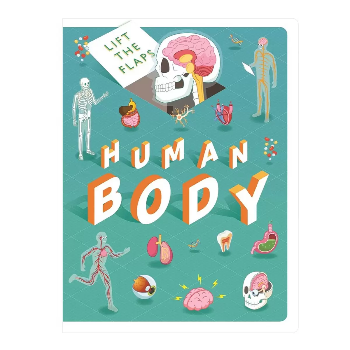 Discovery Flap Book Assortment 外文翻翻書 Human Body