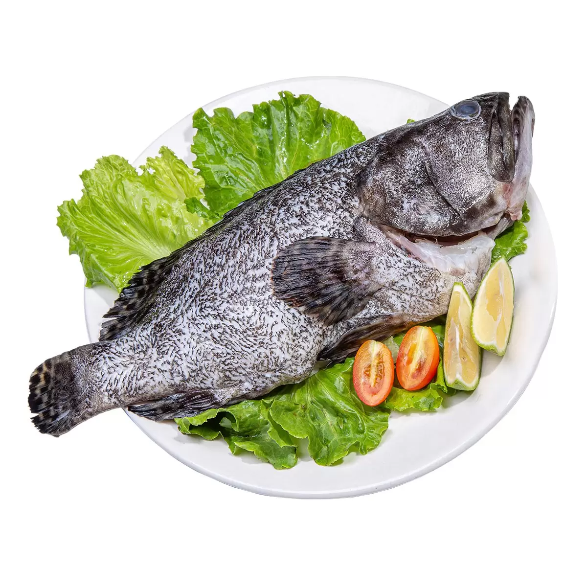 龍虎石斑魚 1.2-1.6公斤