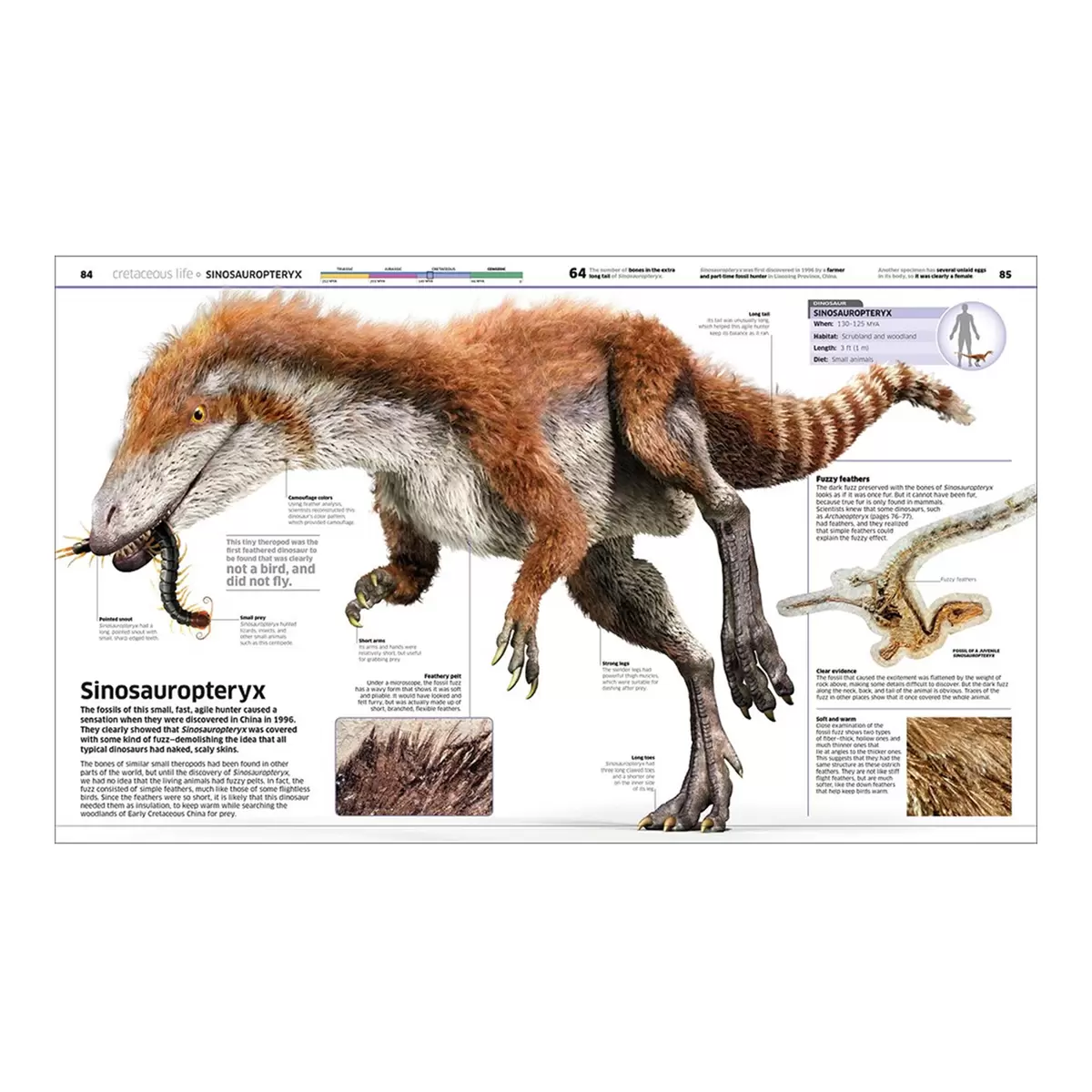 DK 知識百科全書 Dinosaur