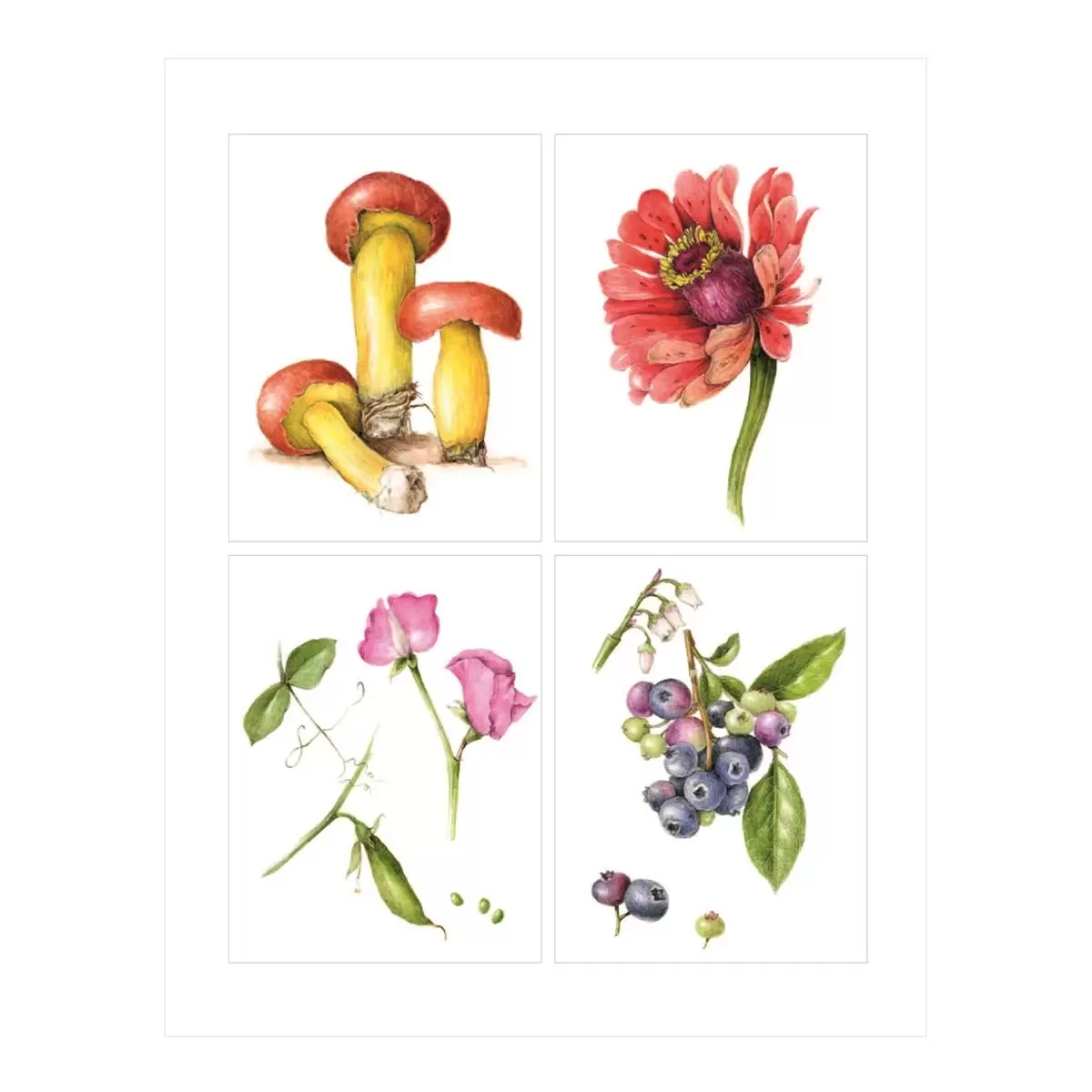 植物畫的基礎 : 美國植物畫女王一步一步教你畫葉子花朵果實及更多