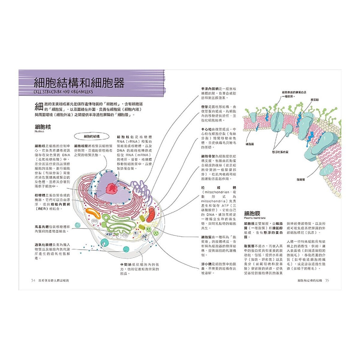 真希望基礎生物這樣教 + 真希望基礎人體這樣教 暢銷修訂版 (共二冊)