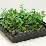 PlantBest 溫室種植盤 35入 X 2包