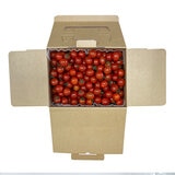 本產小番茄 3.6公斤