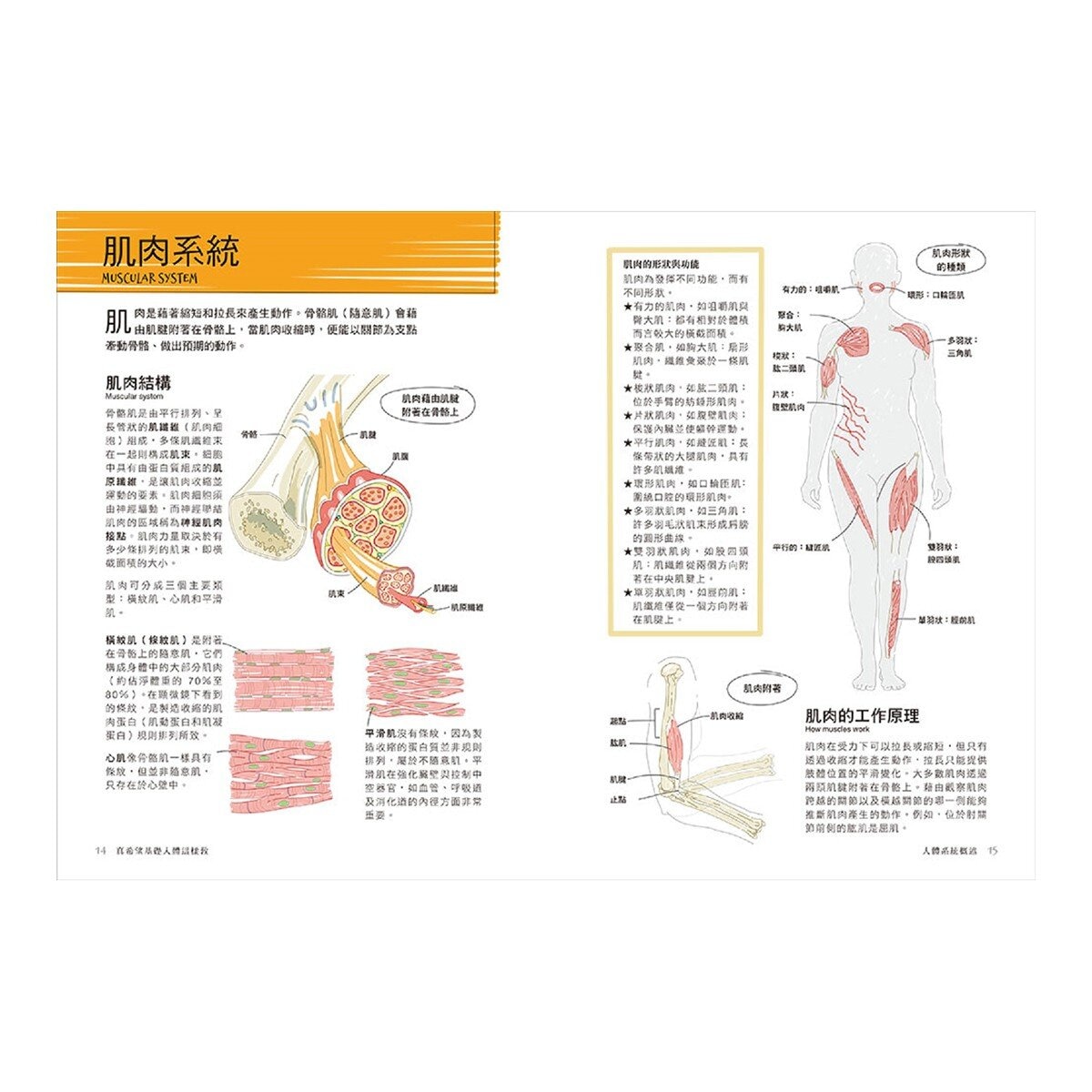 真希望基礎生物這樣教 + 真希望基礎人體這樣教 暢銷修訂版 (共二冊)