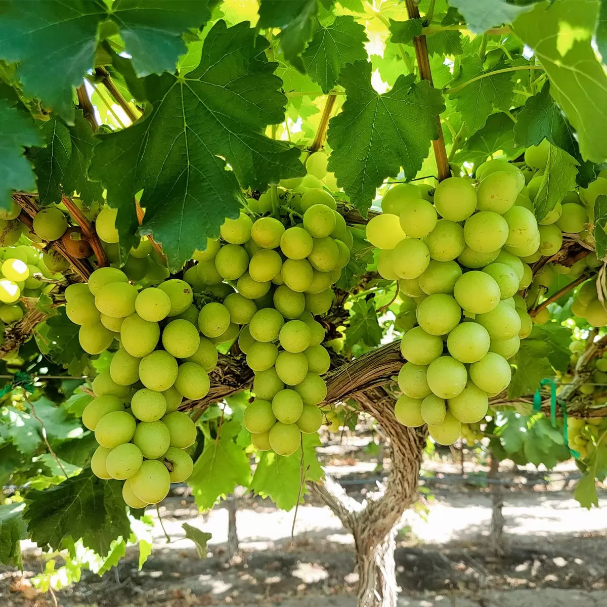 autumn-crisp-grape-foods-fruits