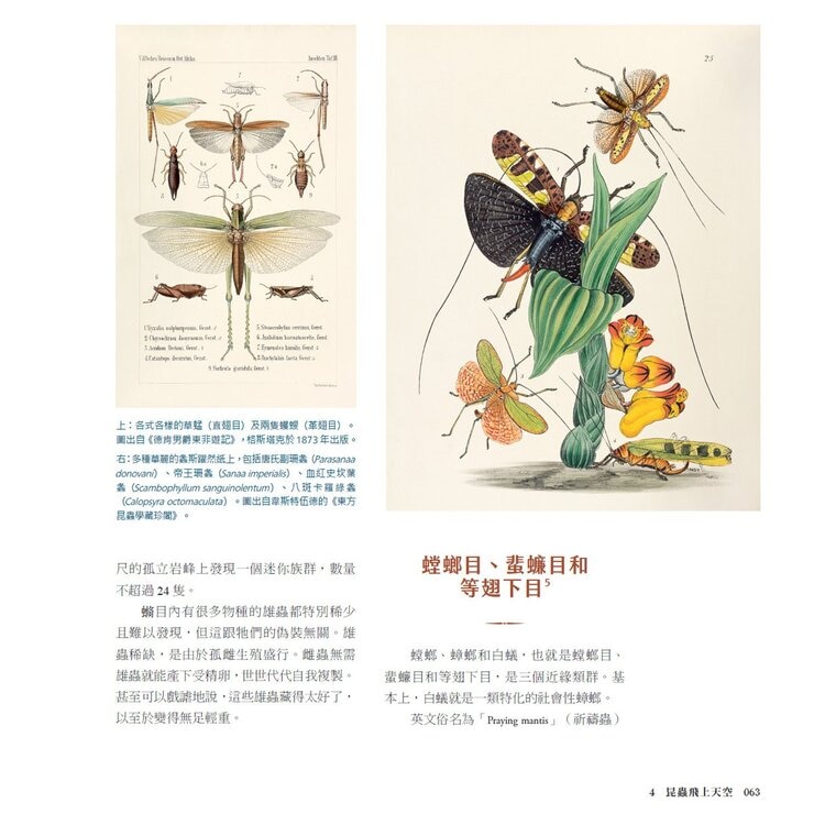 蟲之道:昆蟲的構造、行為和習性訴說的生命史詩 蟲之道:昆蟲的構造、行為和習性訴說的生命史詩