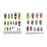 專為孩子設計！世界驚奇甲蟲圖鑑：豐富色彩Ｘ獨特體型Ｘ特殊生態，800種奇特甲蟲大集合！探索不可思議的自然奧祕