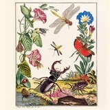 蟲之道:昆蟲的構造、行為和習性訴說的生命史詩 蟲之道:昆蟲的構造、行為和習性訴說的生命史詩